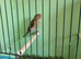 Goldfinch mule