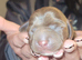 pups for sale