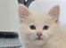 Two female kittens needing homes