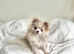 2 tiny merle pomchis