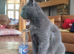 Russian blue kittens, discount for 2 kittens