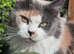 Gorgeous GCCF Registered Maine Coon Kittens for Sale