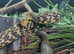 CBB24 Chinese King Rat Snake