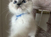 GCCF Registered Purebred Ragdoll kittens