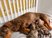 Beautiful Dapple Miniature Dachshund Puppies