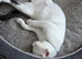 Male neutered black and white cat