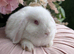 Mini lop