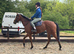 Quality classy and kind - TB Mare