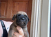 Dogue de Bordeaux x Cane corso puppies last three left