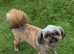 Stunning kc tiny boy brindle imperial shih tzu