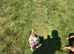 Staffy cross frenchie