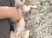 Jack Russell female Dog