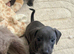Daschunds