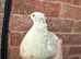 Beautiful all White Male Japanese Coturnix Quail