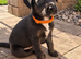 Beautiful puppy girl