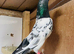 Pakistani pigeons