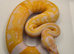 Albino pied ball python
