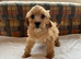 Cavapoo puppies