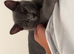 8 month of boy kitten