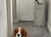 Blenheim 7 month old Cavalier King Charles