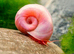 Ramshorn Snails Mixed Size Blue, Pink and Brown Mixed, x20 Free Postage