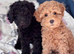 Poodle puppies available