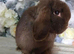 Beautiful chocolate vm doe seeking loving retirement home 1 year old