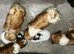 Shih Tzu 3 adorable puppies ready for new homes