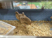 Jumbo quail