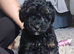 Toy Poodles Ready sat 27th