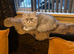 Chinchilla persian