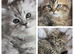 Persian kittens 1 silver girl , 3 silver boys, 2 golden boys