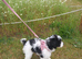 Female - Millie