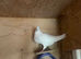 Stock breeding pair of White racer racing pigeons