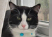 1 year old male neutered cat