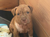 Staffy puppies