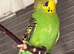 Blackface male splite balckwing