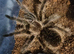 Curly Hair Tarantula good size Unsexed