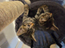 2 Tabby Kittens