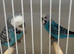 Breeding pair