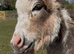 Miniature Donkey