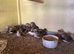 2026 zebra finches