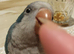 Silly tame baby quaker parrot