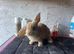 Continental x French lop