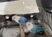 Beautiful Lovebirds for Sale with DNA