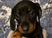 Gorgeous little Lilly looking for her forever home