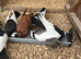Felegyazer pigeons for sale
