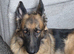 Female German shepherd un neutered