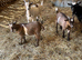 REDUCED . Pygmy goat wethers