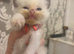 Ragdoll Kittens